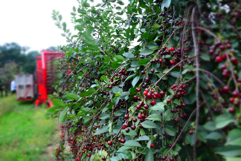 Machine for harvesting sour cherries