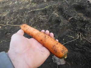 optymalne-warunki-uprawy-warzyw