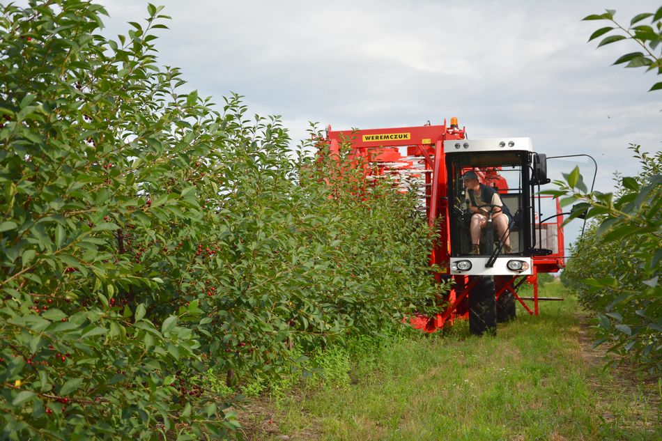 cherry harvesting with FELIX