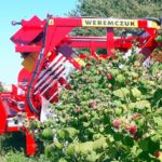 Himbeeren-Erntemaschine-für-die-Ernte-von-Herbst-Himbeeren (1)