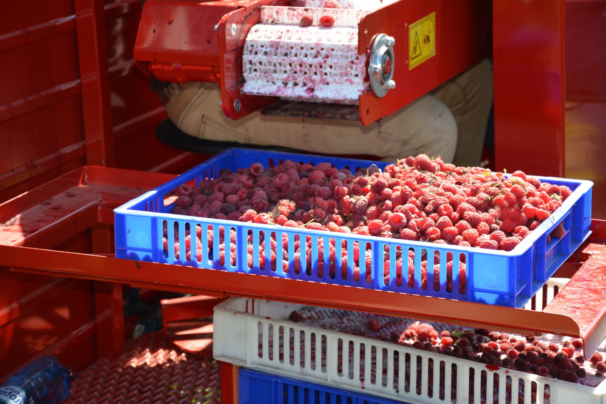 raspberry-harvested-mechanically