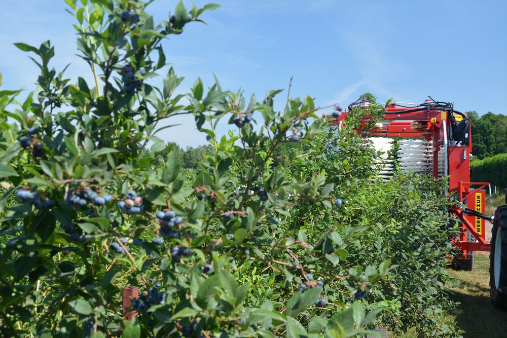 blueberry-harvest(5)