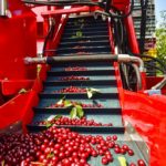 cherry-harvesting