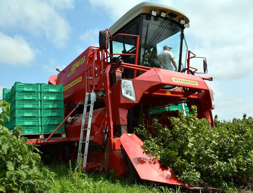 Machine for currant harvest