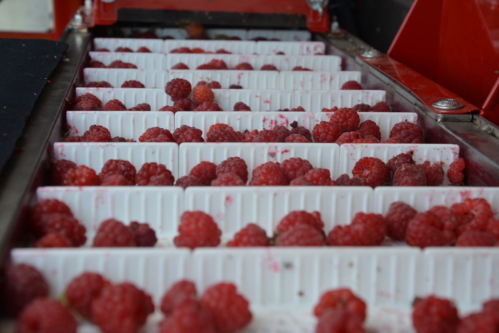 red-raspberries