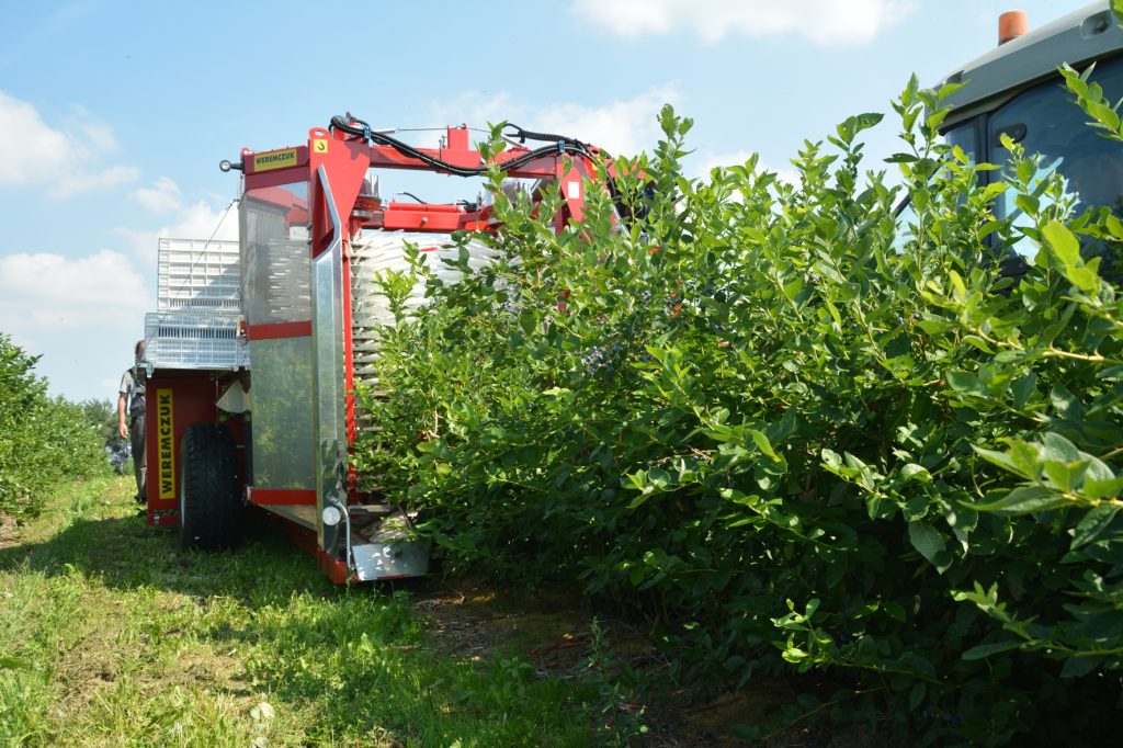 mechanical blueberry harvesting