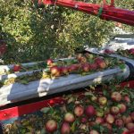 apple-harvest