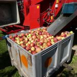 apple-harvesting