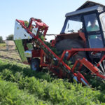 Carrot harvester ALINA ECO II