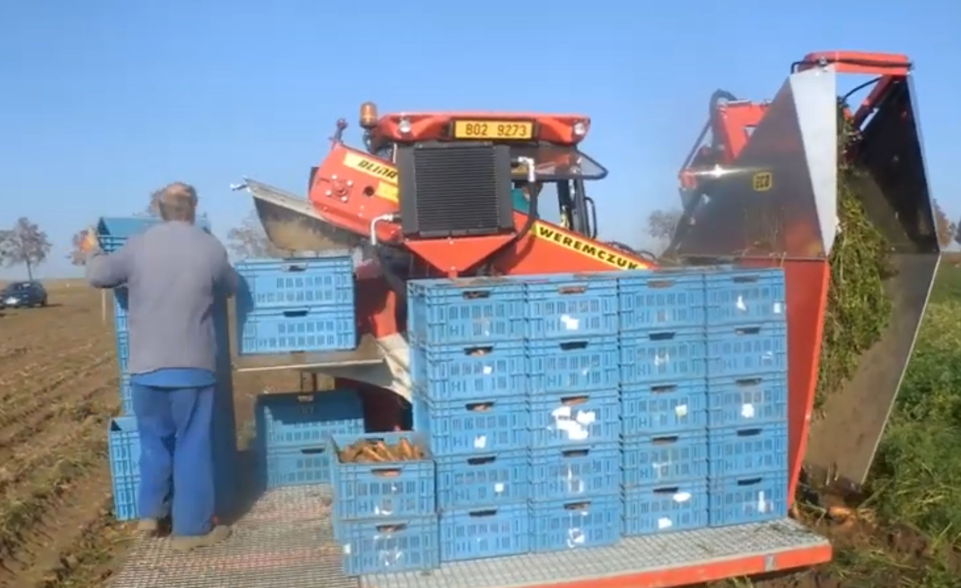 Harvesting carrots into boxes