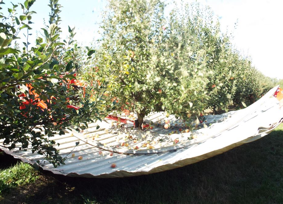 mechanical-apple-harvesting