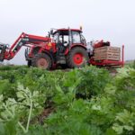 parsley harvester ALINA ECO v. short conveyor