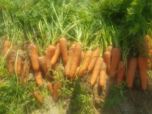 Carrots cultivating