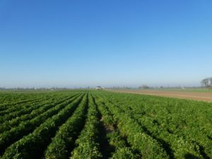 cultivating carrots on ridges
