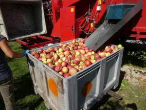 Industrial apple harvesting