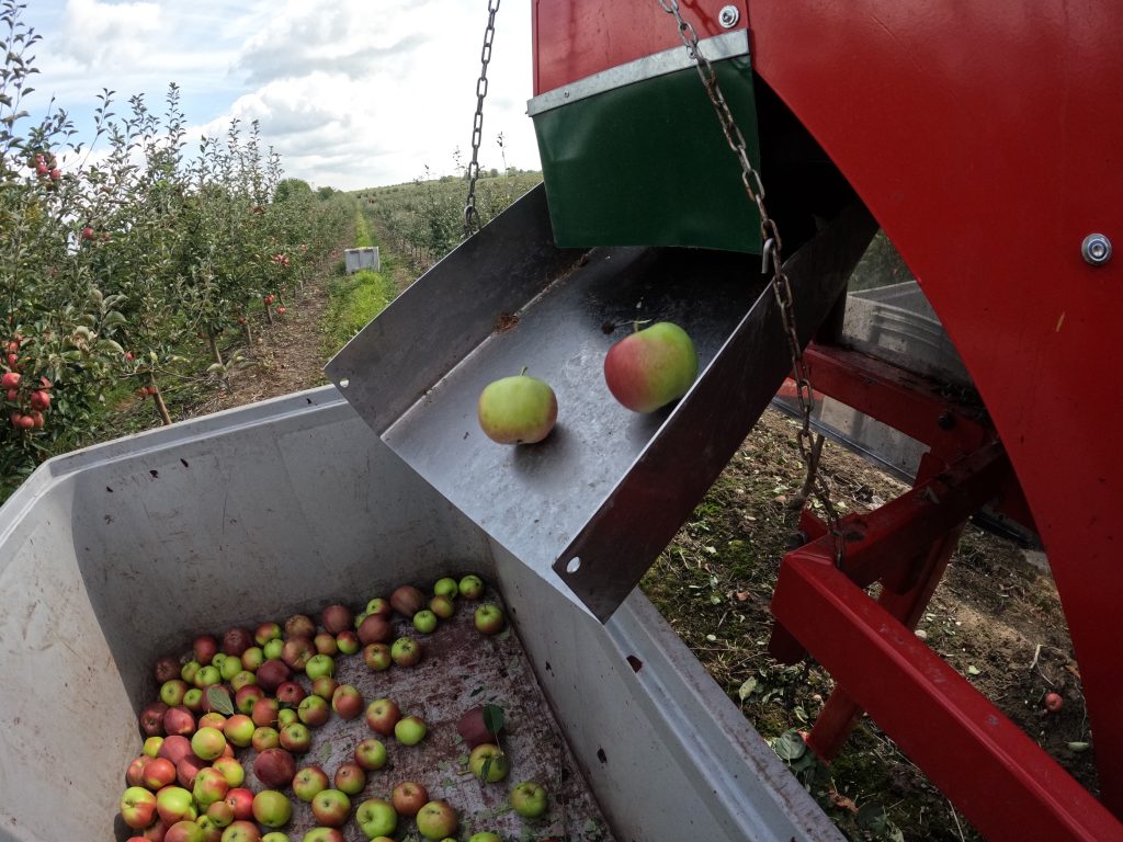 Apples harvested with a harvester